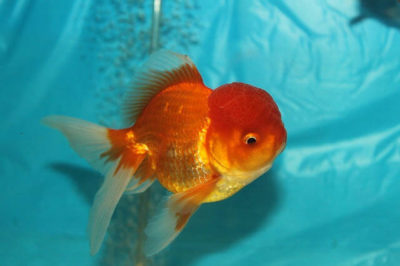 Oranda Japon Balığı