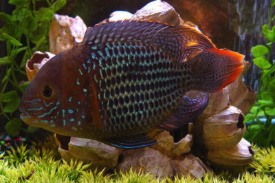 Andinoacara rivulatus