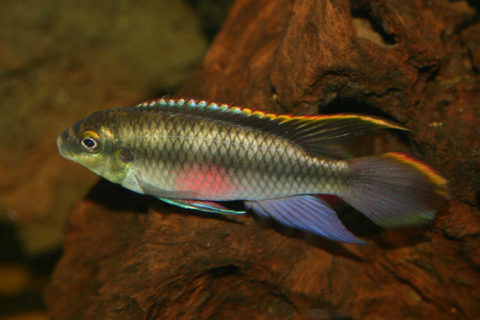 Kribensis Ciklet