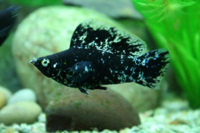 Moli Akvaryumu