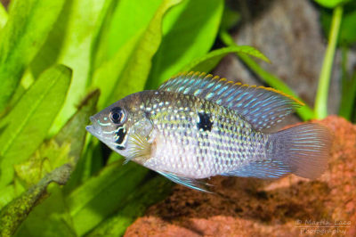 Aequidens Pulcher