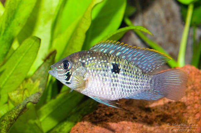 Aequidens Pulcher