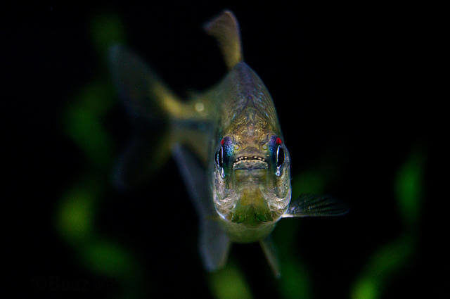 Elmas Tetra Balığı