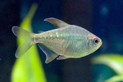 Elmas Tetra Balık