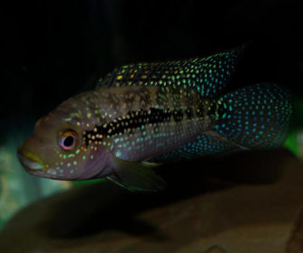 Jack Dempsey Ciklet