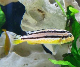 Auratus Ciklet