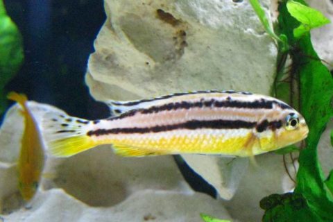 Auratus Ciklet