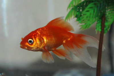 Fantail Japon Balığı