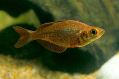 Glossolepis incisus