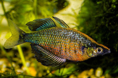 Glossolepis wanamensis