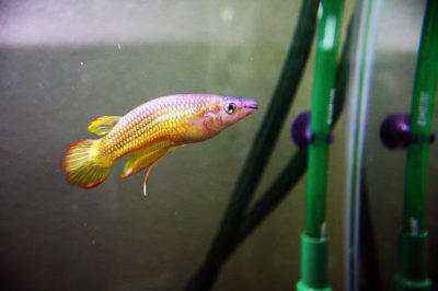 Killifish Akvaryumu