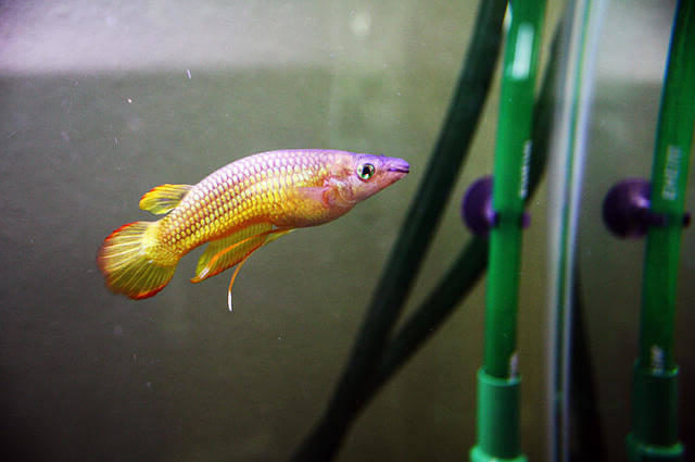 Killifish Akvaryumu