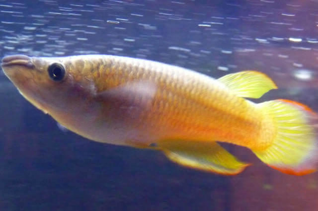 Killifish Balığı