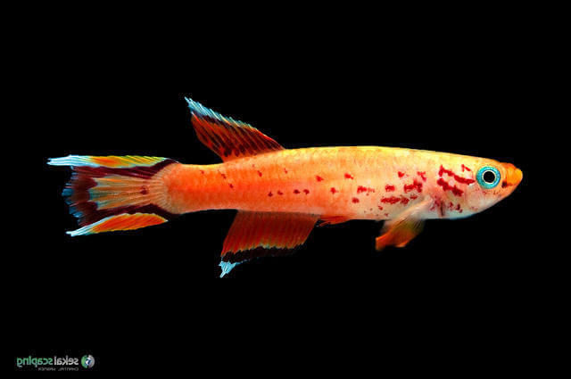 Lir Kuyruk Killifish Balığı