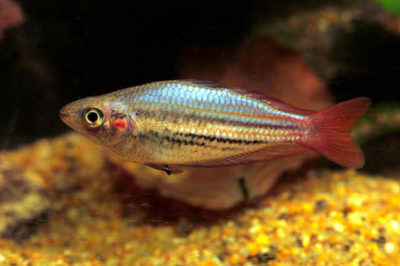 Melanotaenia australis
