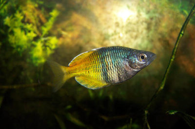 Melanotaenia boesemani