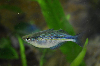 Melanotaenia lacustris