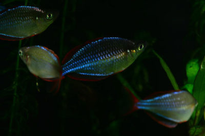 Melanotaenia praecox