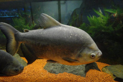 Pacu Balığı