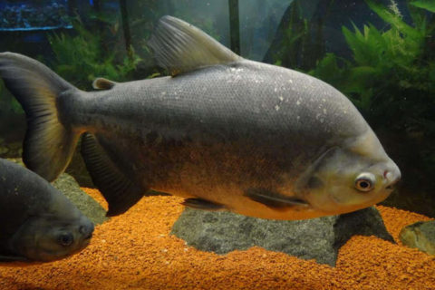 Pacu Balığı
