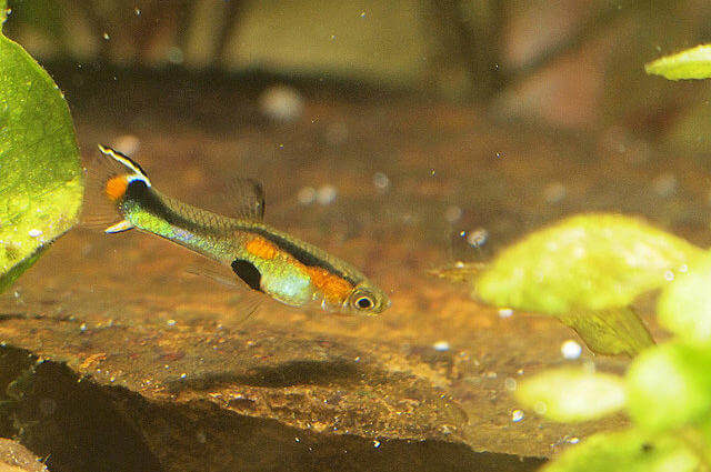 Poecilia wingei