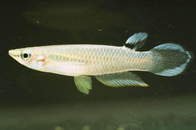 Seylan Killifish Balığı