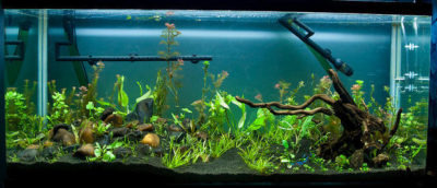 Neon Tetra Akvaryum