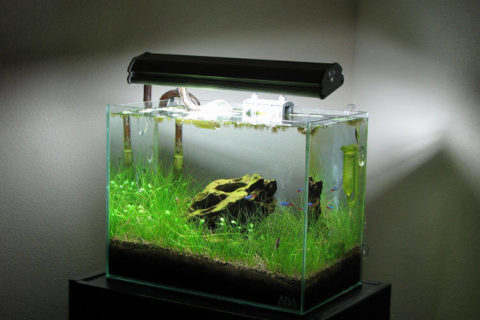 Neon Tetra Akvaryumu