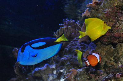 Blue Tang - Yellow Tang - Palyaço Balığı