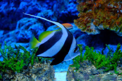 Bannerfish Kelebek Balığı