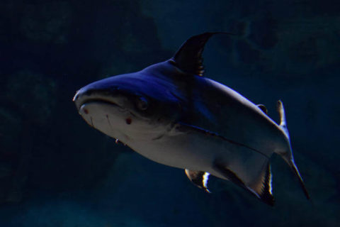 Challenger Köpek Balığı - Pangasius sanitwongsei