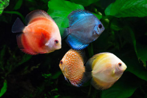 Discus Yavru Bakımı