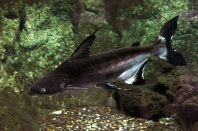 Pangasius sanitwongsei