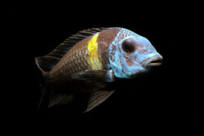 Tropheus Duboisi Maswa
