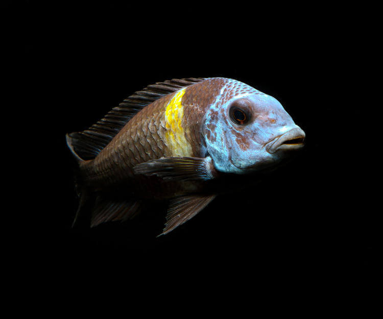 Tropheus Duboisi