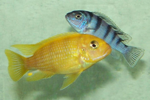 Kenyi ciklet - Maylandia lombardoi