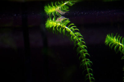 Egeria Densa - Elodea Bitkisi