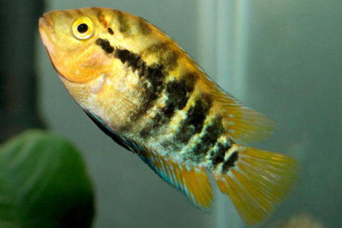 Gokkusagi ciklet - Archocentrus multispinosa