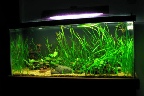 Saz Bitkisi - Vallisneria