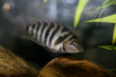 Zebra Ciklet Balığı