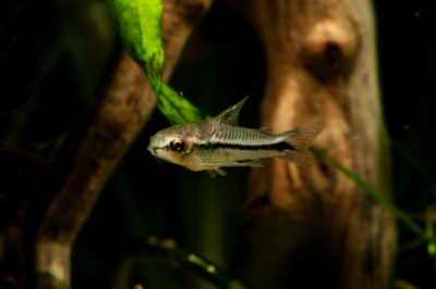Corydoras pygmaeus - Pigme Çöpçü Balığı