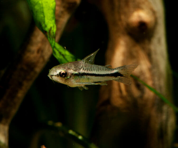 Pigme Çöpçü Balığı - Corydoras pygmaeus