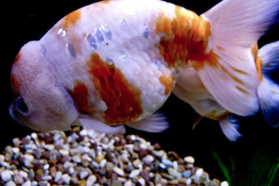 Ranchu Balığı