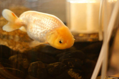Ranchu Japon