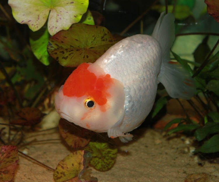 Ranchu Japon Balığı