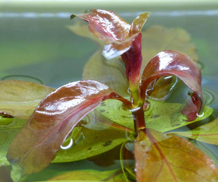 Gül Bitkisi - Ludwigia repens