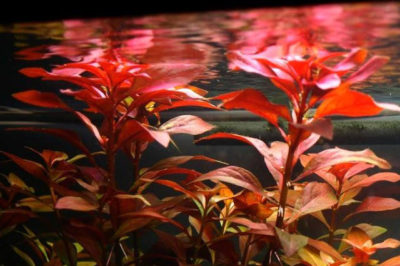 Ludwigia repens - Akvaryum Gül Bitkisi