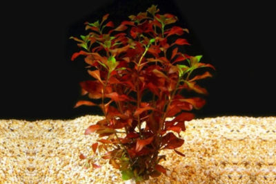 Ludwigia repens - Gül Bitkisi
