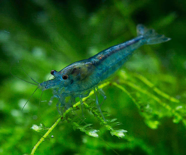 Mavi Jeli Karides - Neocaridina davidi var. Blue Jelly