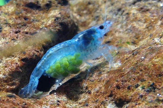 Neocaridina davidi var. Blue Jelly - Mavi Jeli Karides